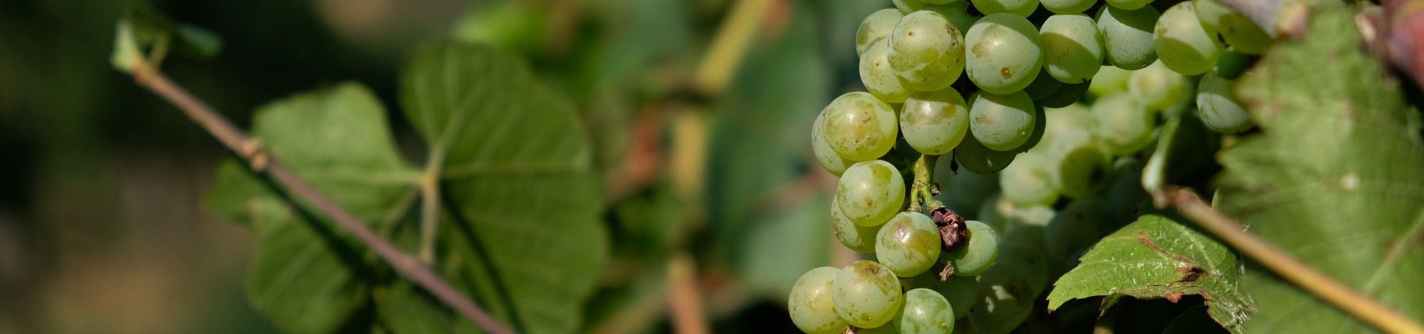 bunch of grapes